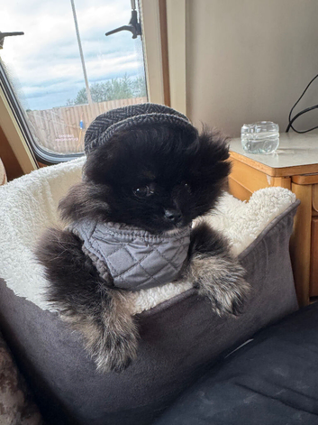 Russian Pomeranian puppy