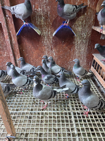 Race pigeon for long distance