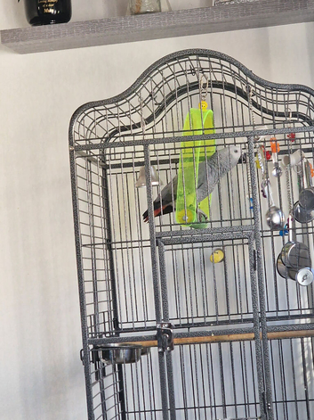 African grey