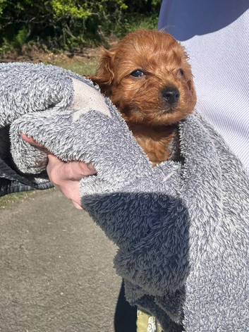 Toy cavapoochon (last puppy reduced)