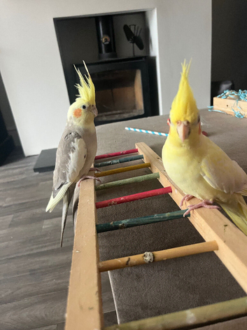 Full set up and 2 cockatiels
