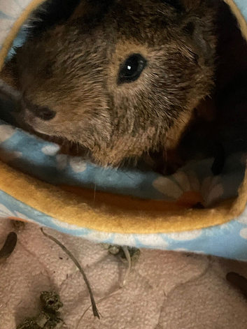 Male guinea pig 1 year