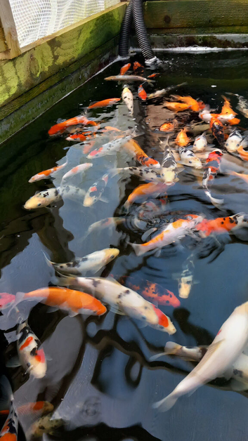 Koi for sale