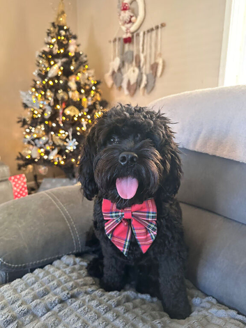 Black Cavapoo f1 for stud