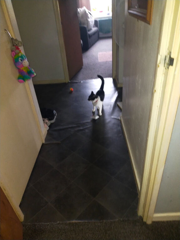 Small female cat