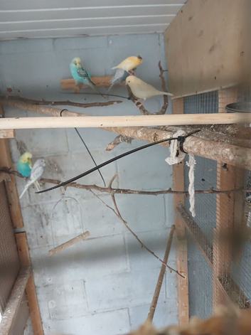 Canaries for sale