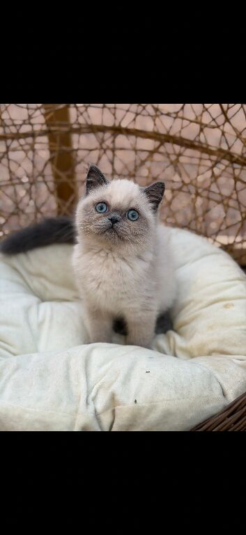Exotic Persian