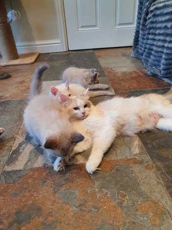 Beautiful GCCF Registered Ragdoll Kittens.