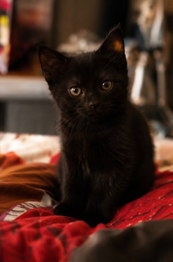 Male black kitten ready to go