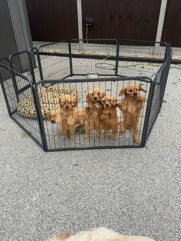 Cavapoos