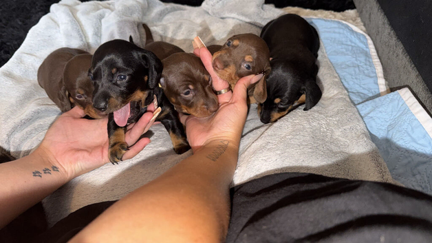 Two mini dachshund left