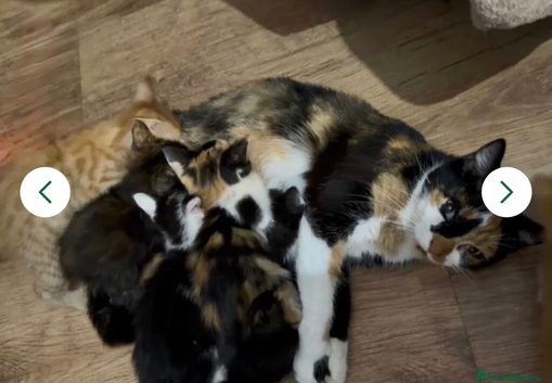 2 beautiful female kittens