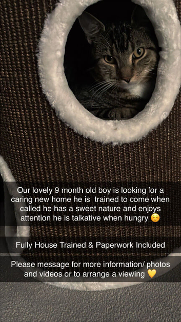9 month tabby