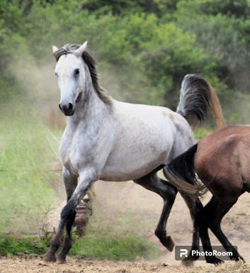 Tall, Elegant Arabian Mare