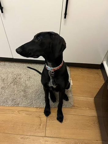 Saluki cross