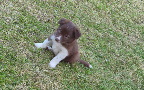 Male collie pup