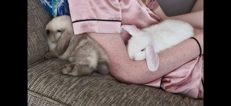 2 incredibly friendly Mini Lop babies