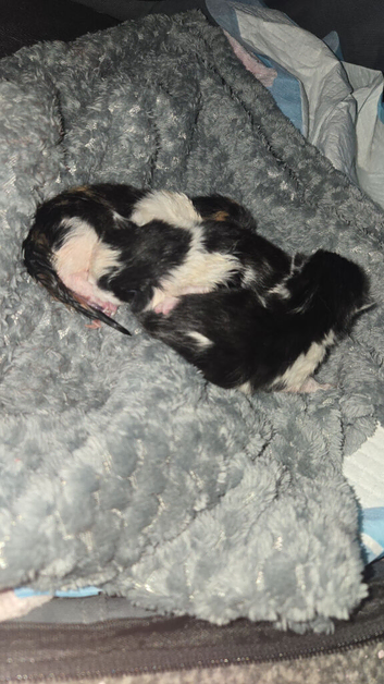 KITTENS BORN 21ST APRIL