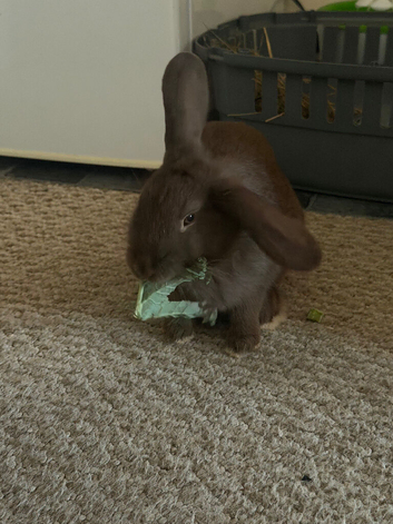 Female rabbit