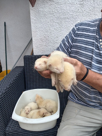 Greyhound ferrets