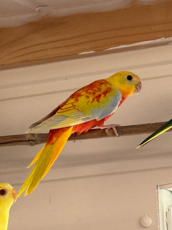 Baby Tuquoisines