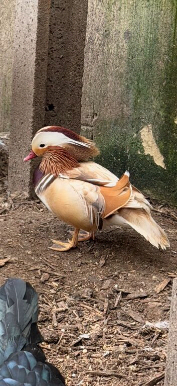 Blonde/ apricot mandarin ducks