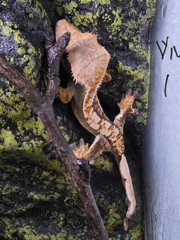 Baby Crested geckos