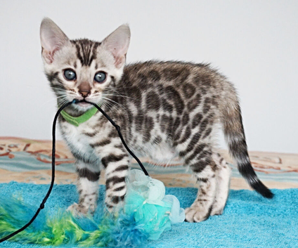 Superb Quality Bengal Kittens