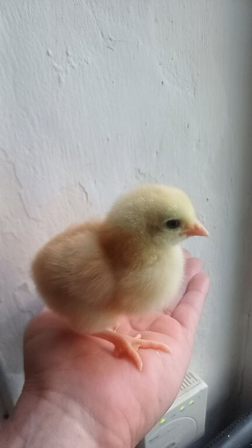 Polish chicks and mixed chicks for sale