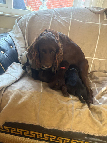 Cocker spaniel Cross show type cocker Spaniel puppies