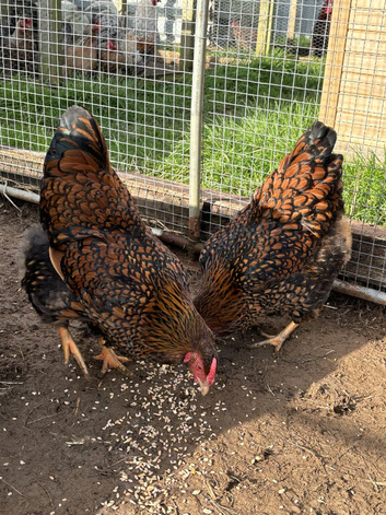 Gold Laced Wyandotte Large Fowl Hatching eggs