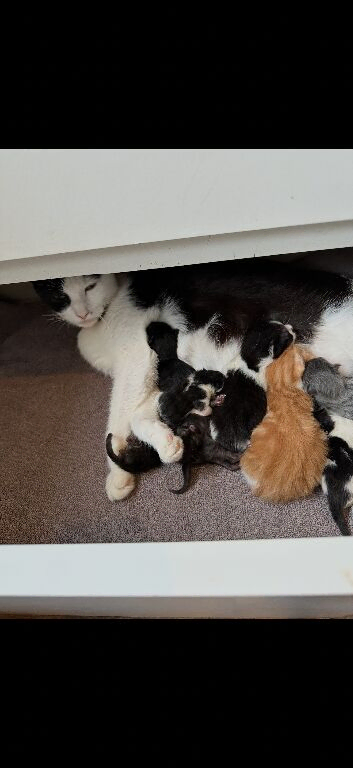 Kittens. REDUCED &pound;40 open to offers