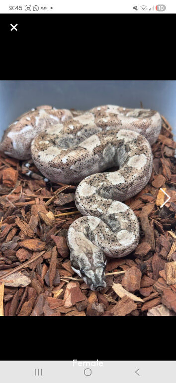 Young boa forsale