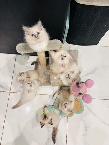 GCCF Registered Ragdoll Kittens