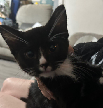 12 week old male kitten black and white &pound;40