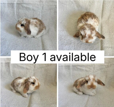 6 beautiful baby mini lops ready to reserve