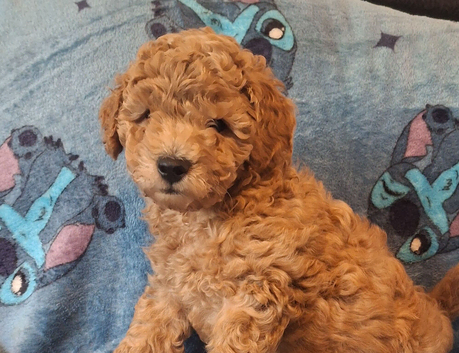Toy poodle boy apricot