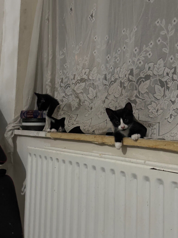 2 cute litter kittens looking for a forever home.
