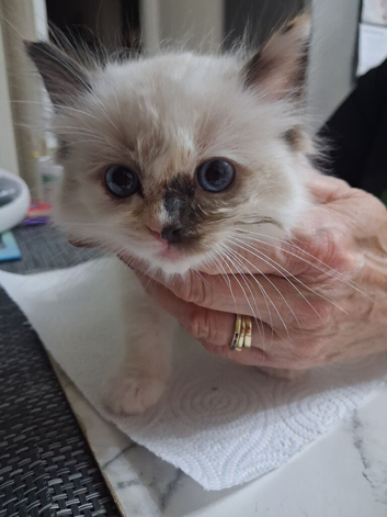 READY NOW GCCF registered Ragdoll kittens