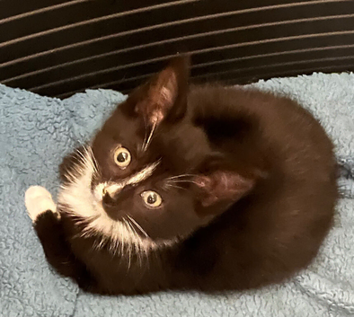 4 beautiful Kittens