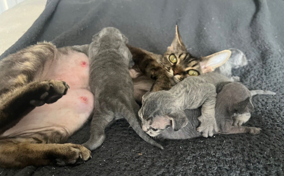 Solid blue pedigree kittens