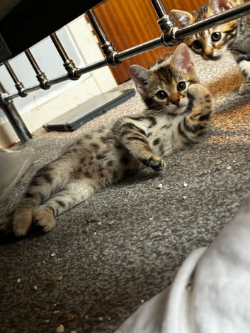 Bengal kittens