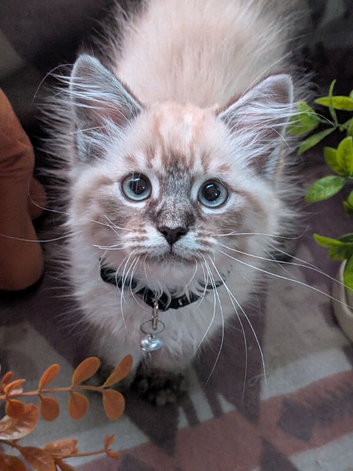 Gorgeous Siberian kittens