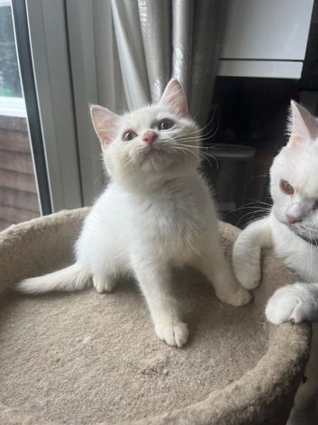 Gorgeous Gccf British Shorthair kittens