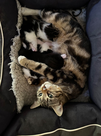 Bengal cross kittens