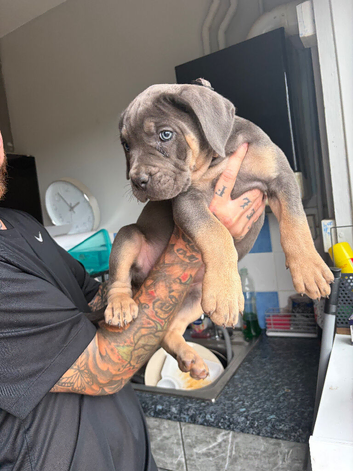 Cane corso female