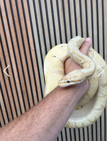 Banana Pastel Female