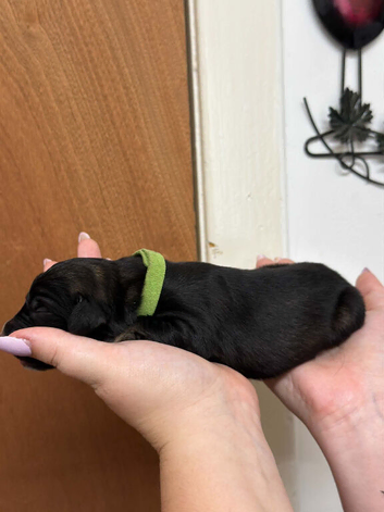 Sprocker x German shepherd