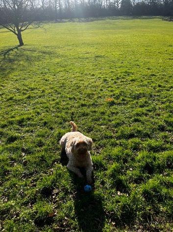 Rh10 dog walking & pet services