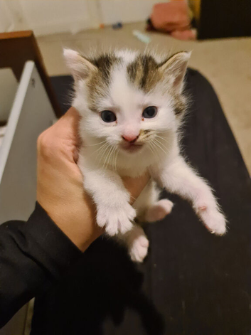 1 adorable kitten